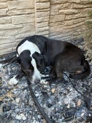 Found/Stray Female Dog last seen Cantrell Samson and Mark IV Pkwy, Fort Worth, TX 76131
