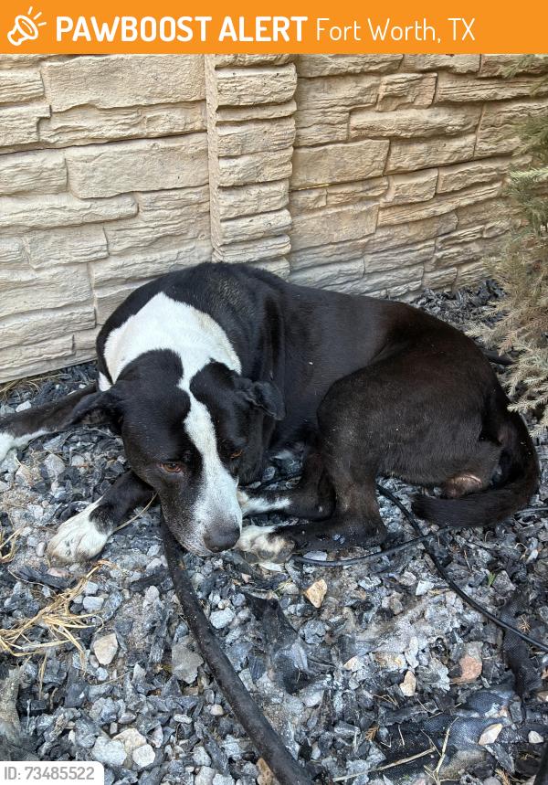 Found/Stray Female Dog last seen Cantrell Samson and Mark IV Pkwy, Fort Worth, TX 76131