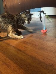 Found/Stray Female Cat last seen Baseball fields, Maiden, NC 28650