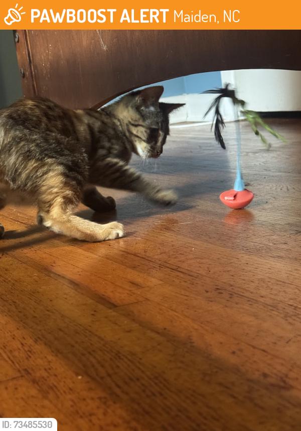 Found/Stray Female Cat last seen Baseball fields, Maiden, NC 28650