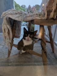 Found/Stray Male Cat last seen Brea blvd, Brea, CA 92821
