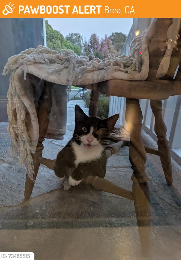 Found/Stray Male Cat last seen Brea blvd, Brea, CA 92821