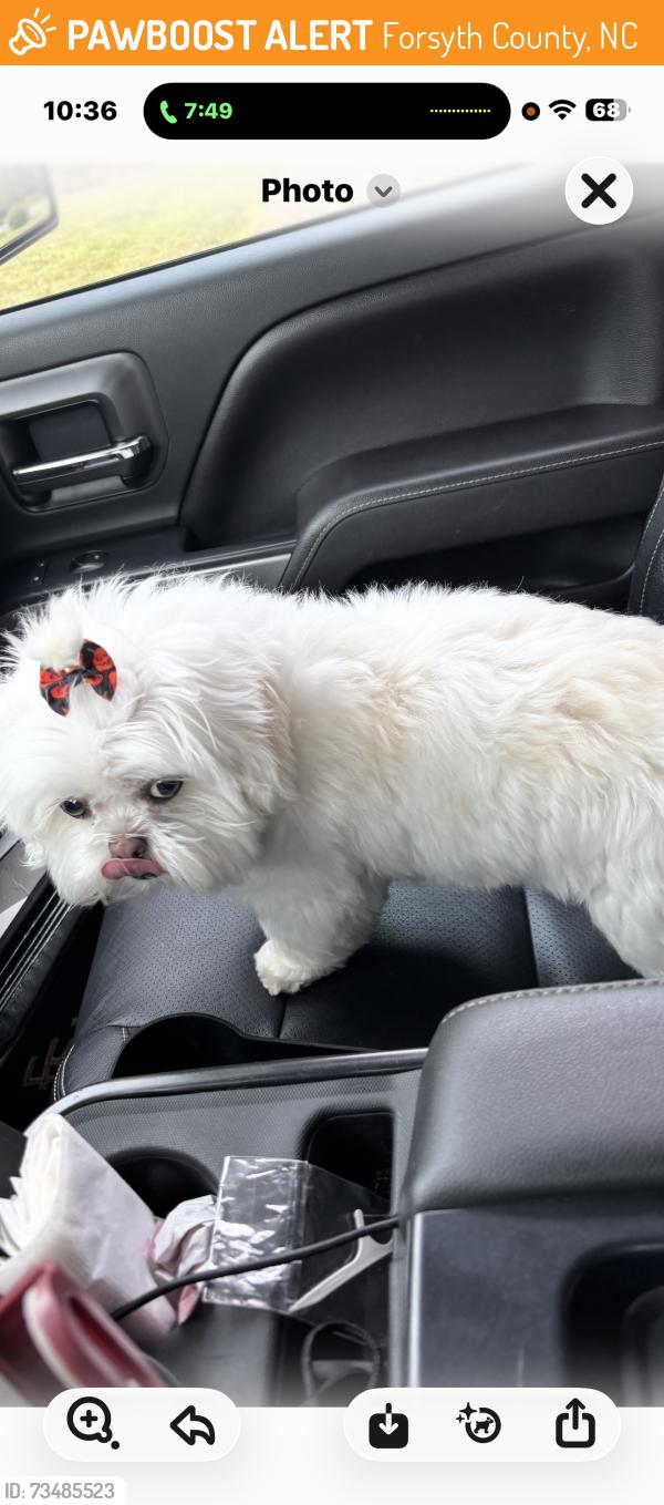 Found/Stray Female Dog last seen In the middle of road, Forsyth County, NC 27045