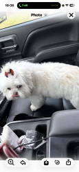 Found/Stray Female Dog last seen In the middle of road, Forsyth County, NC 27045