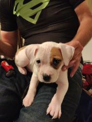 Reunited Female Dog last seen Selby St & Evans Ave, San Francisco, CA 94124, USA, San Francisco, CA 94124