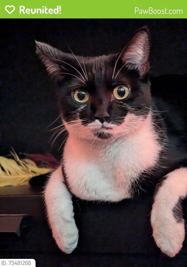 Reunited Female Cat last seen Fountain and Las Palmas, Los Angeles, CA 90028