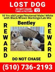Reunited Male Dog last seen Cascades at North lake apmt complex, Charlotte, NC 28216
