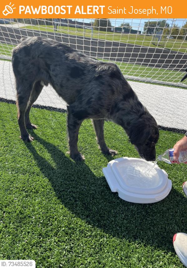 Found/Stray Unknown Dog last seen Lafayette Middle School, Saint Joseph, MO 64505