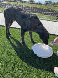 Found/Stray Unknown Dog last seen Lafayette Middle School, Saint Joseph, MO 64505