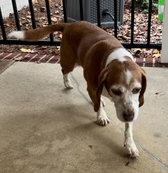 Reunited Female Dog last seen Near Ebert rd, Winston-Salem, NC 27127