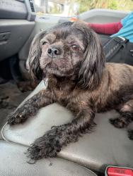 Found/Stray Female Dog last seen Riverview dr, Hillsborough County, FL 33578