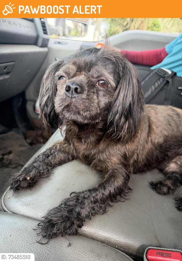 Found/Stray Female Dog last seen Riverview dr, Hillsborough County, FL 33578