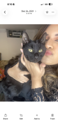 Reunited Female Cat last seen Dunkin, Chicago, IL 60660