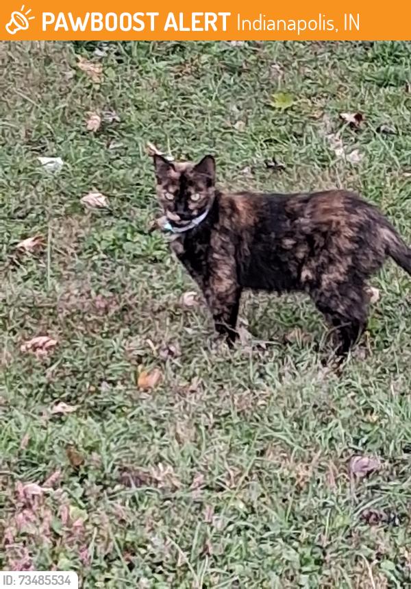 Found/Stray Unknown Cat last seen English and Emerson, Indianapolis, IN 46201