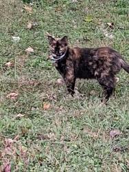 Found/Stray Unknown Cat last seen English and Emerson, Indianapolis, IN 46201