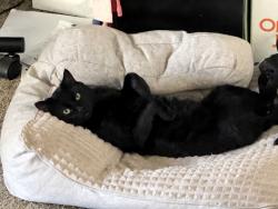 Lost Male Cat last seen Old Vegas Ranch, Henderson, NV 89002