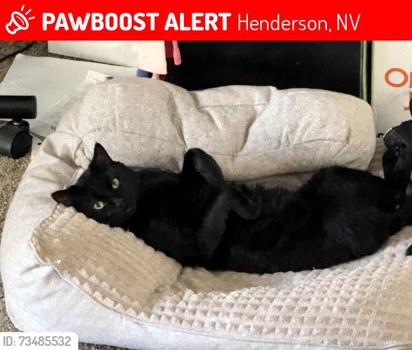 Lost Male Cat last seen Old Vegas Ranch, Henderson, NV 89002