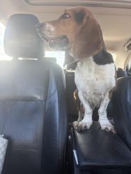 Found/Stray Female Dog last seen Heroes regional park, Glendale, AZ 85303