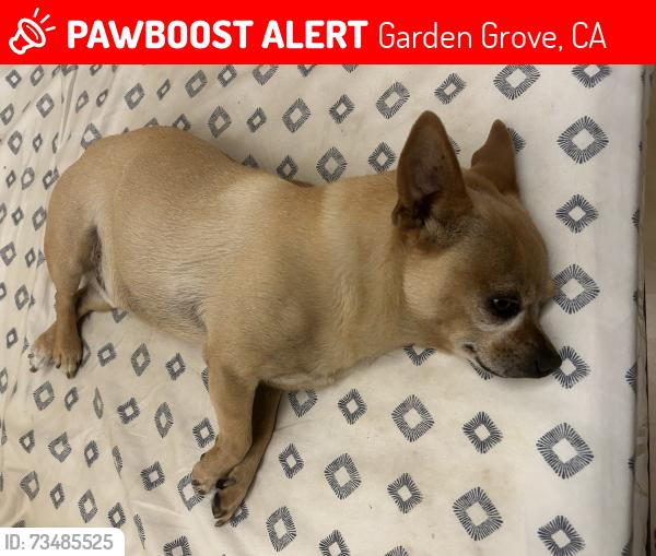 Lost Male Dog last seen Harbor Blvd. & Garden Grove Blvd., Garden Grove, CA 92840