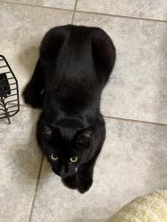 Found/Stray Female Cat last seen Rotherwood ests, Kingsport, TN 37660