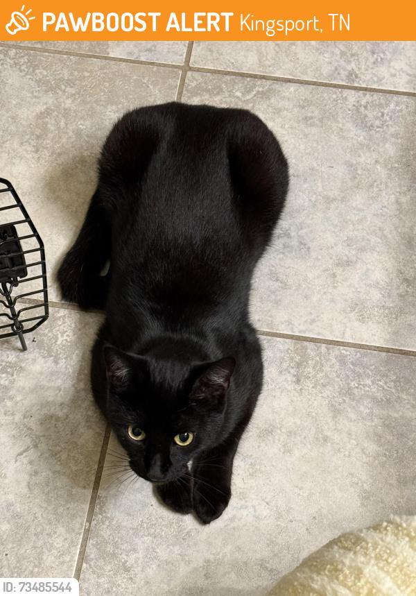 Found/Stray Female Cat last seen Rotherwood ests, Kingsport, TN 37660