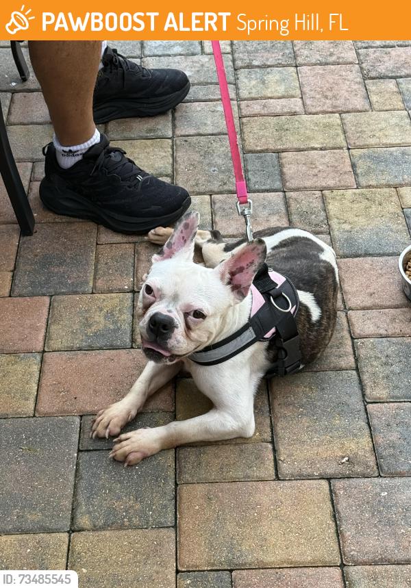 Found/Stray Unknown Dog last seen Amidon Woods, Spring Hill, FL 34609