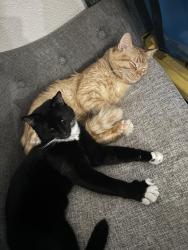 Lost Male Cat last seen Country West Dr and Old Houston Rd, Conroe, TX 77302