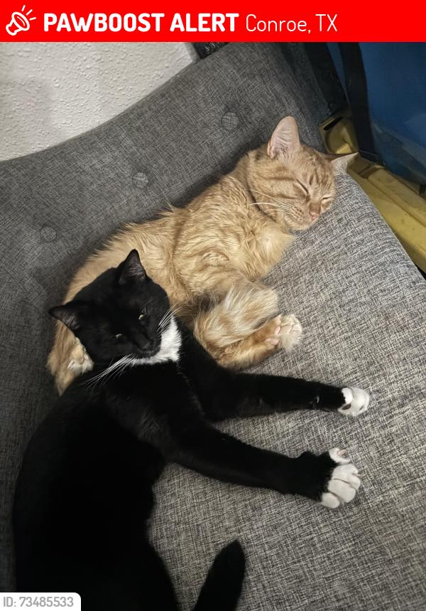 Lost Male Cat last seen Country West Dr and Old Houston Rd, Conroe, TX 77302