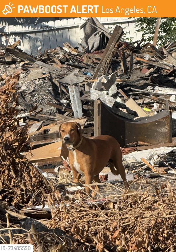 Found/Stray Female Dog last seen By my store , GC 99€ store, Los Angeles, CA 90037