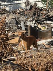 Found/Stray Female Dog last seen By my store , GC 99€ store, Los Angeles, CA 90037