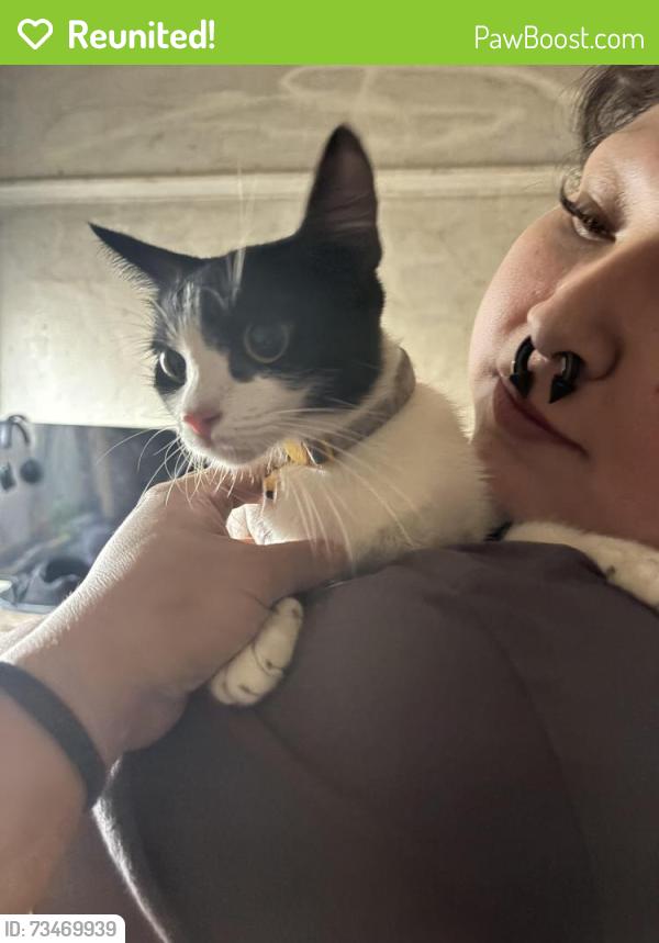 Reunited Female Cat last seen Cesar E Chavez Ave & N Bernal Ave, Los Angeles, CA 90063