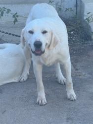 Shelter Stray Male Dog last seen Midwest City, 8485 E Reno Ave, Midwest City, OK 73110, USA