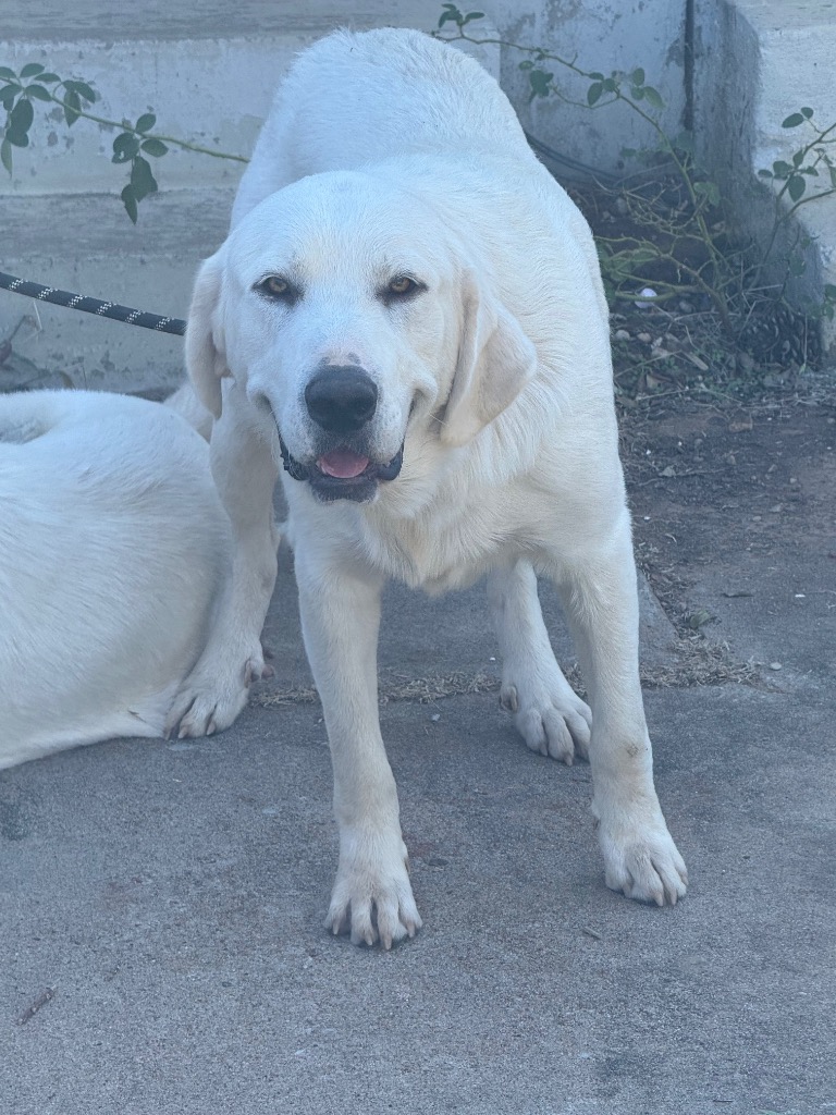 Shelter Stray Male Dog last seen Midwest City, 8485 E Reno Ave, Midwest City, OK 73110, USA
