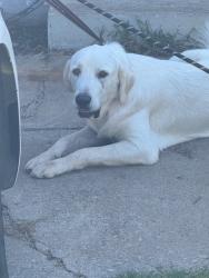 Shelter Stray Male Dog last seen Midwest City, 8485 E Reno Ave, Midwest City, OK 73110, USA