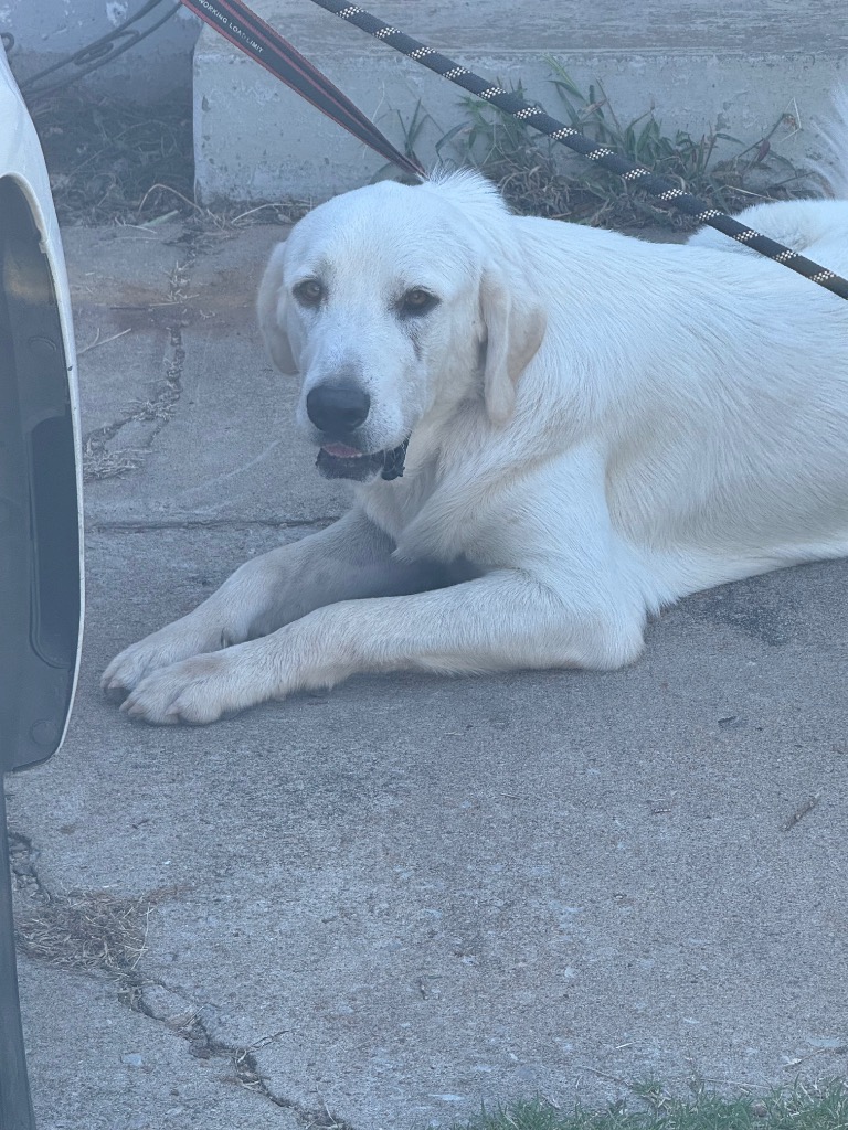Shelter Stray Male Dog last seen Midwest City, 8485 E Reno Ave, Midwest City, OK 73110, USA