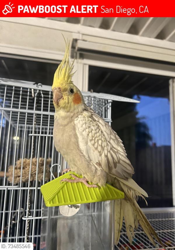 Lost Male Bird last seen Palm Ave, San Diego, CA 92154