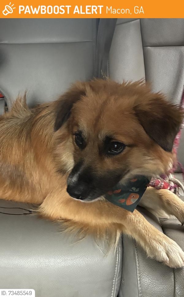 Found/Stray Male Dog last seen Curry Drive and Nottingham, Macon, GA 31211