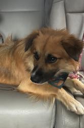 Found/Stray Male Dog last seen Curry Drive and Nottingham, Macon, GA 31211