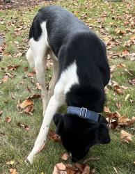 Reunited Male Dog last seen Near ebert rd, Winston-Salem, NC 27127