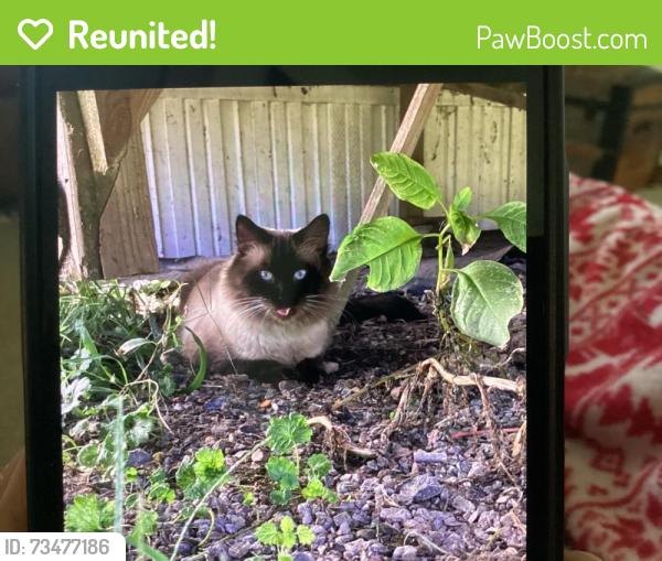 Reunited Unknown Cat last seen Mt pleasant rd by Tipton ballfield, Oxford, PA 19363