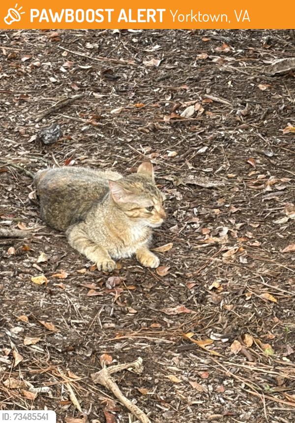 Found/Stray Female Cat last seen Found in Charles Brown Park 1950 Old Williamsburg Rd, Yorktown, Yorktown, VA 23690