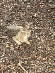 Found/Stray Female Cat last seen Found in Charles Brown Park 1950 Old Williamsburg Rd, Yorktown, Yorktown, VA 23690