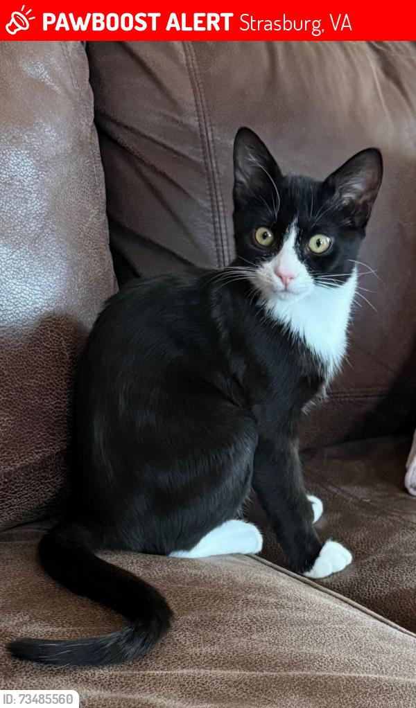 Lost Male Cat last seen Near Frontier Fort Lane, Strasburg, VA 22657