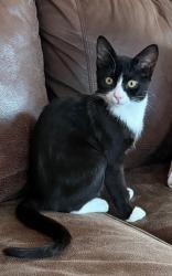 Lost Male Cat last seen Near Frontier Fort Lane, Strasburg, VA 22657
