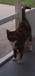 Found/Stray Female Cat last seen Renssalaer Ave, Auburndale, FL 33823