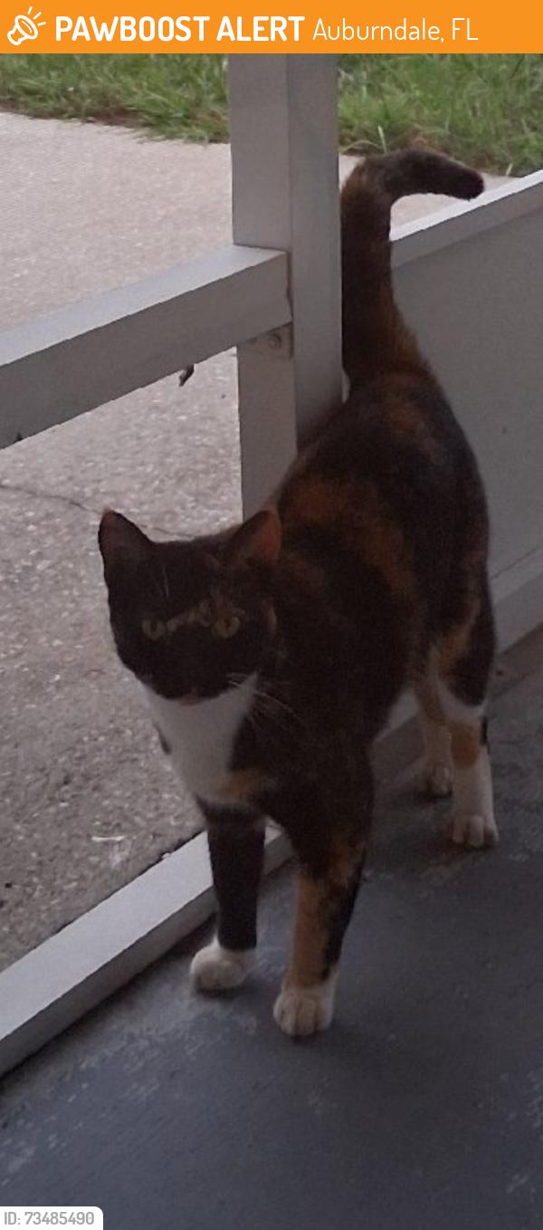 Found/Stray Female Cat last seen Renssalaer Ave, Auburndale, FL 33823