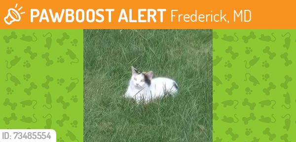 Found/Stray Female Cat last seen Shookstown Rd & Bowers Dr., Frederick, MD 21702