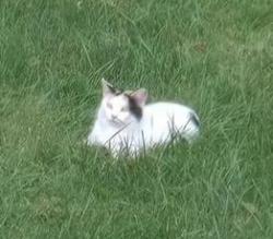 Found/Stray Female Cat last seen Shookstown Rd & Bowers Dr., Frederick, MD 21702