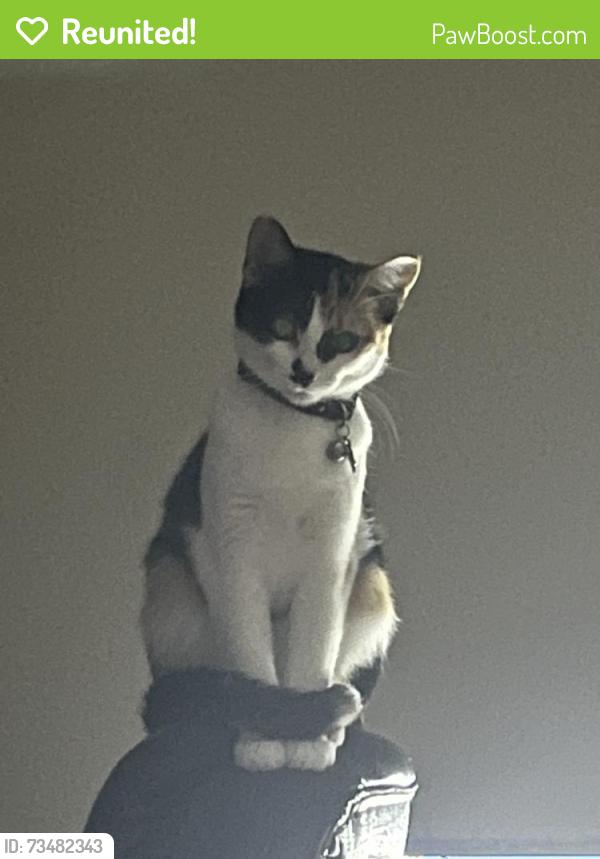Reunited Female Cat last seen Near Idlewild Way, San Diego, CA 92117, USA, San Diego, CA 92117