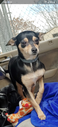 Lost Female Dog last seen Across the street in the back of the motel, Kennewick, WA 99336